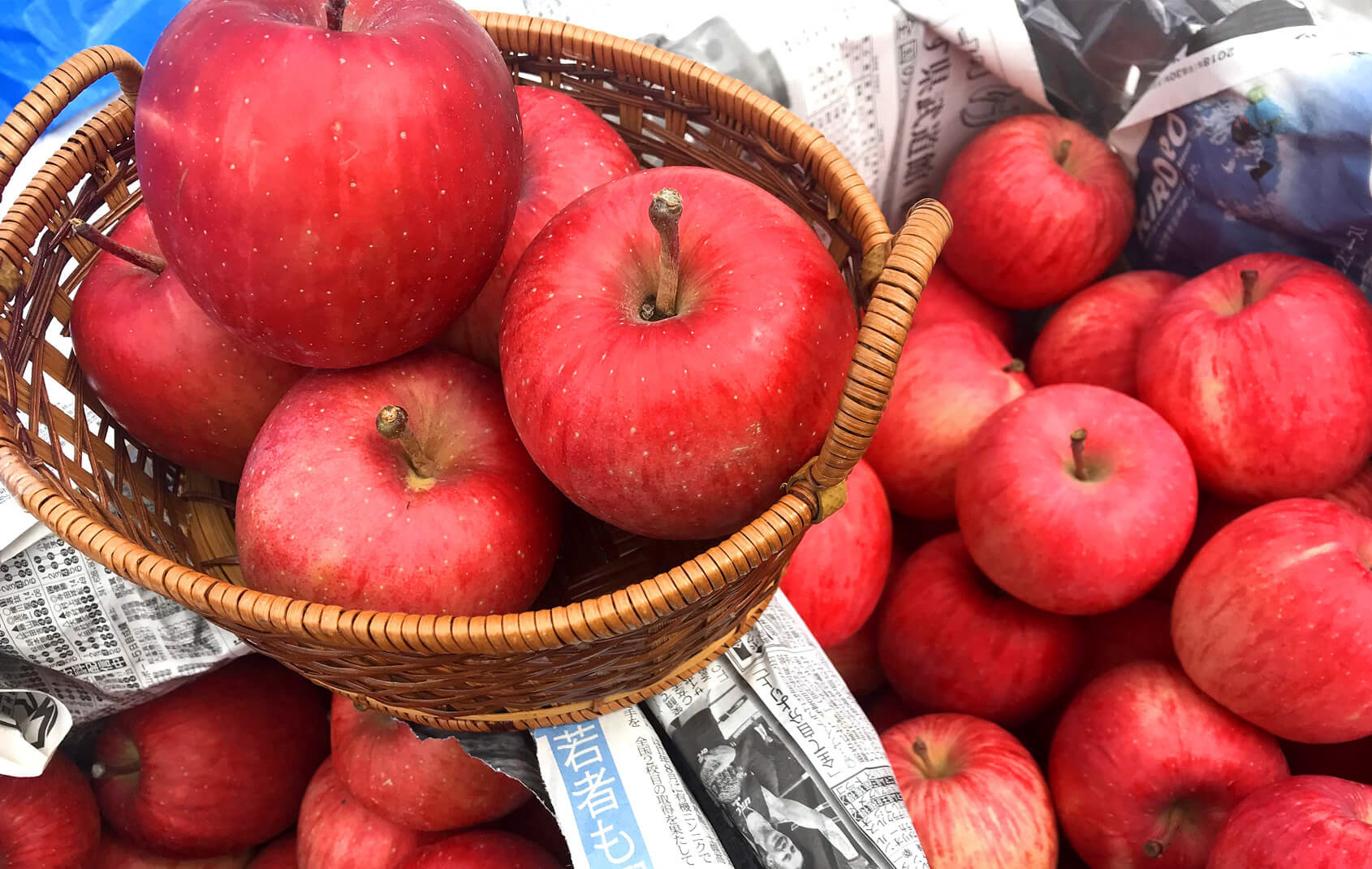 白神山地の雪室で熟成したりんご