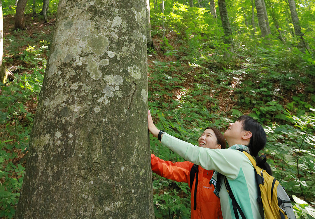 白神山地 世界遺産の径 ブナ林散策道