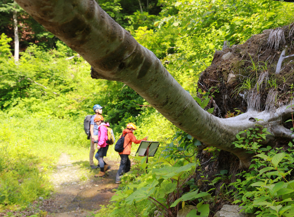 世界自然遺産 白神山地を散策