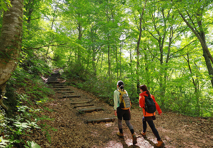 白神山地 世界遺産の径 ブナ林散策道