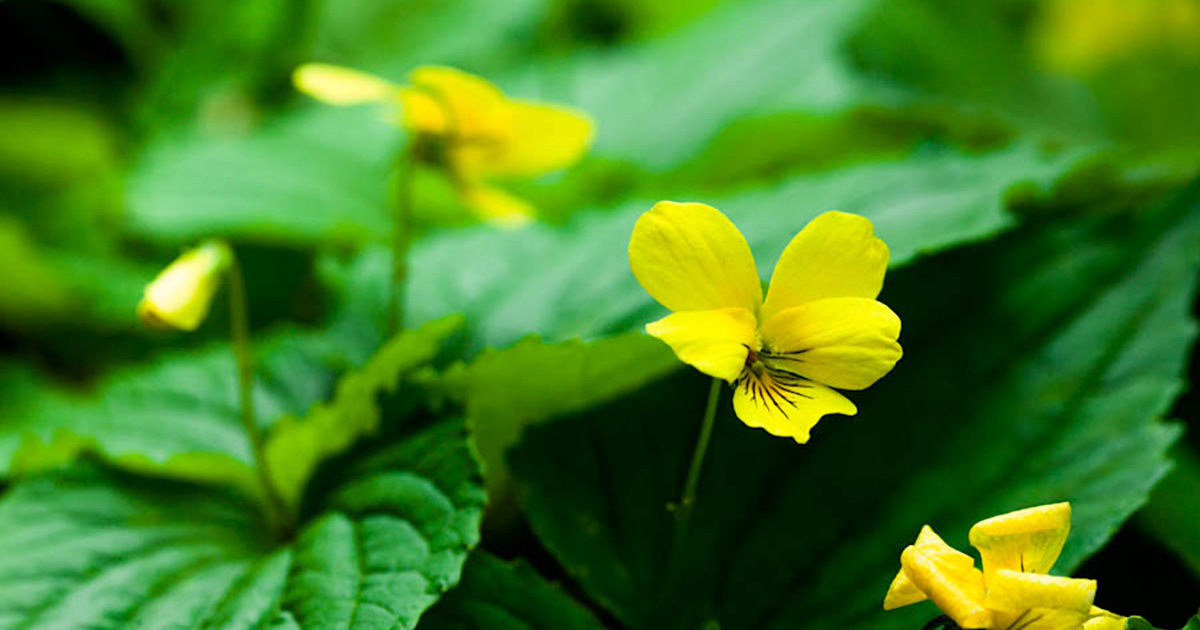 プライバシーポリシー